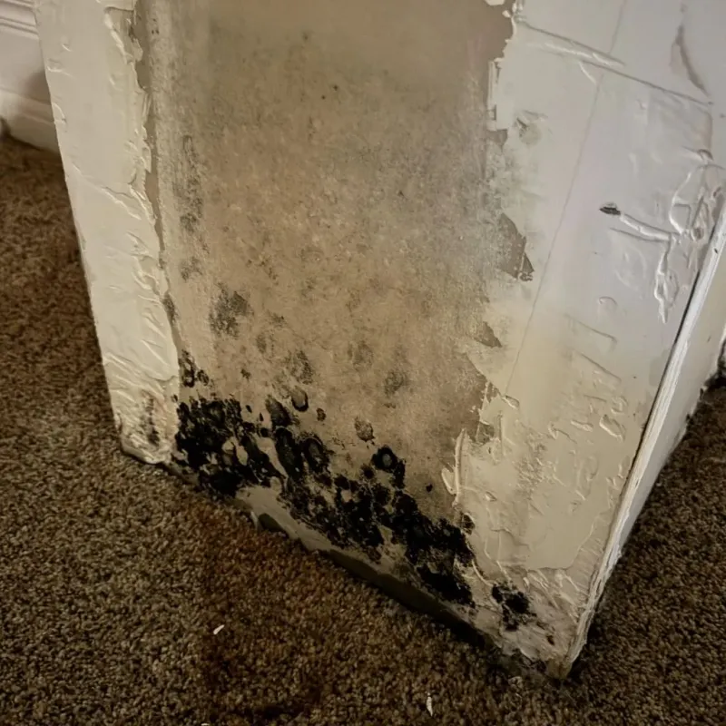 Professional Mold Removal in Fond du Lac, WI